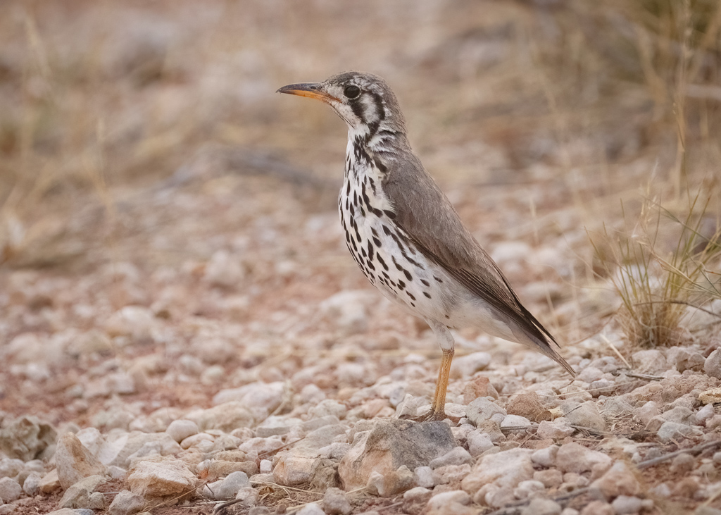  Groundscraper Thrush 