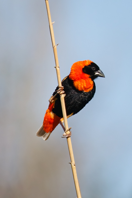 Southern Red Bishop 