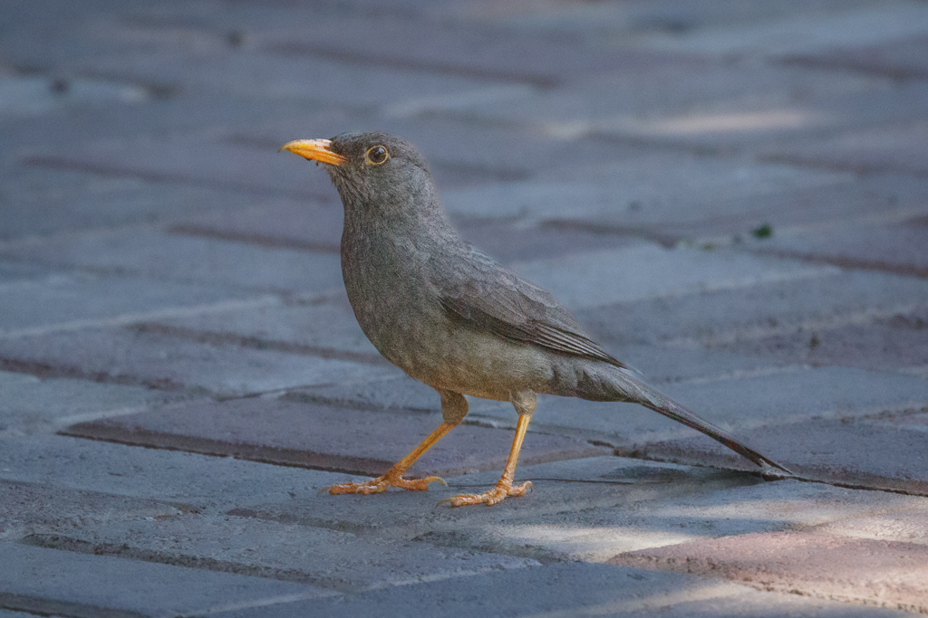  Karoo Thrush 
