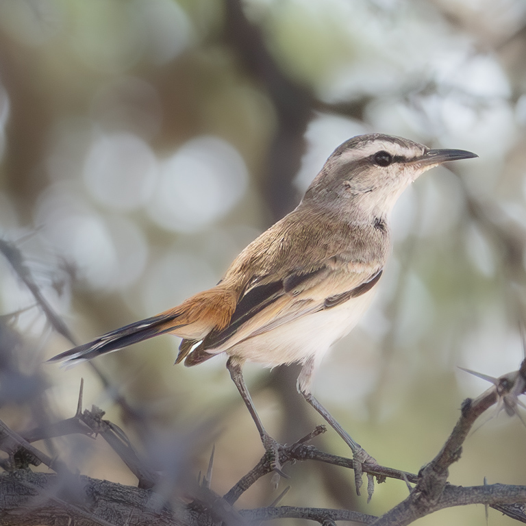  Kalahari Scrub-Robin 