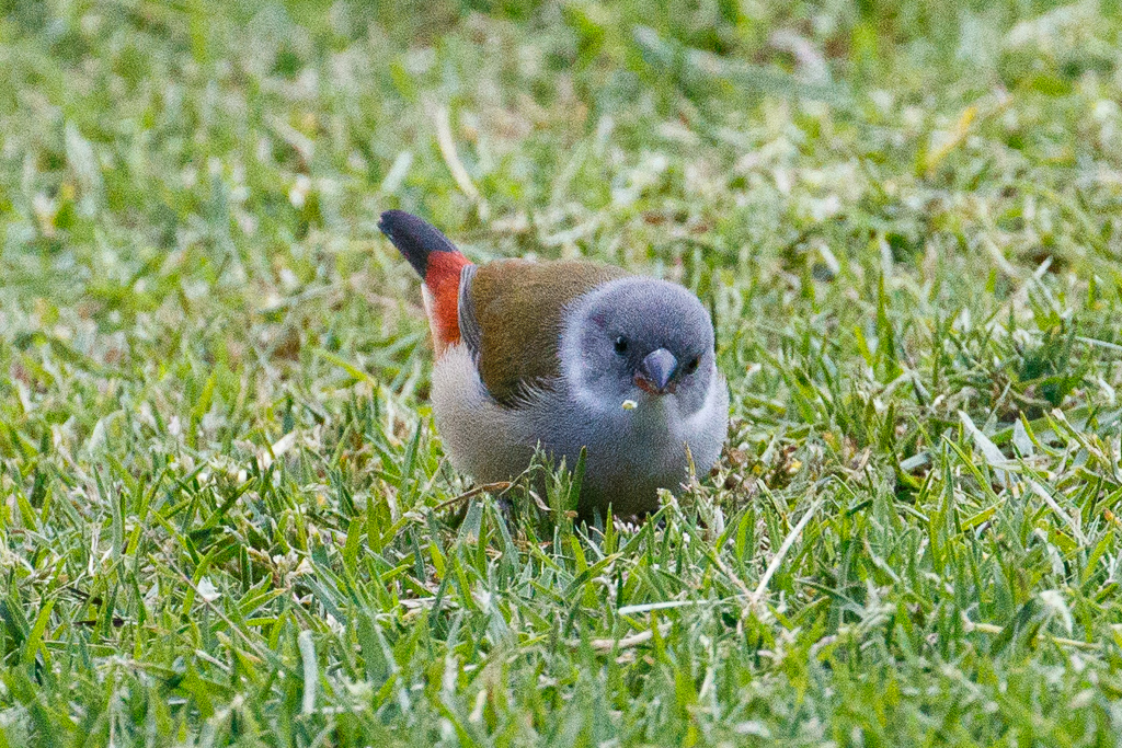  Swee Waxbill 
