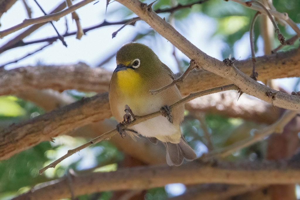  Orange River White-ete 