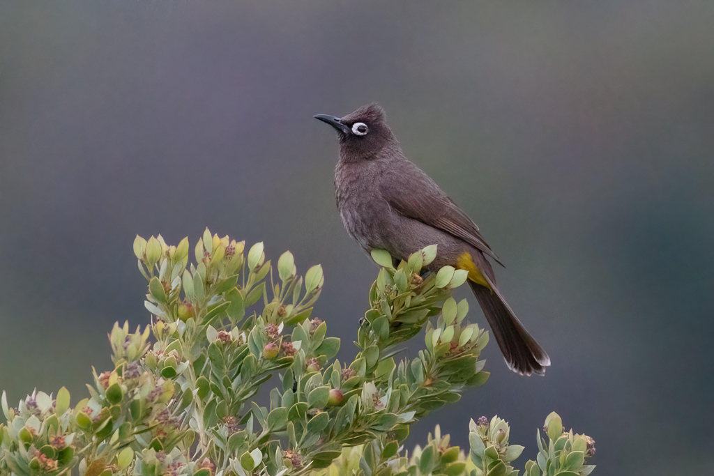  Cape Bulbul 