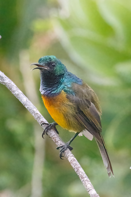  Orange-breasted Sunbird 
