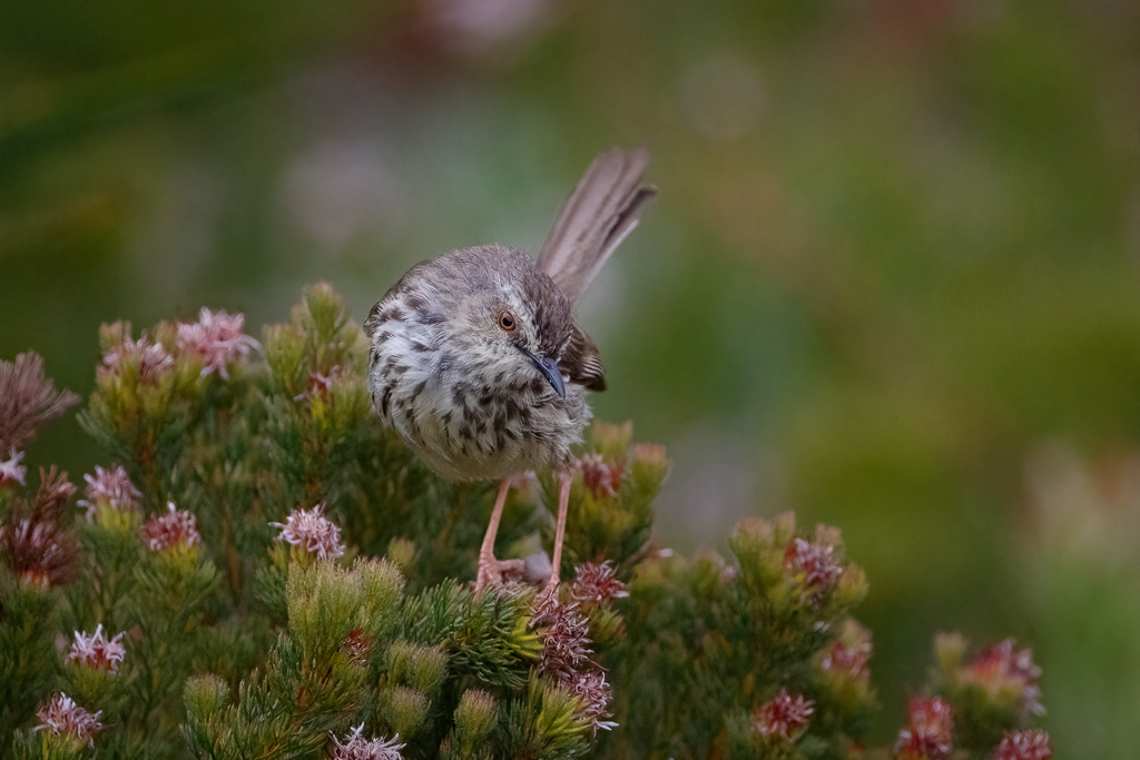  Karoo Prinia 