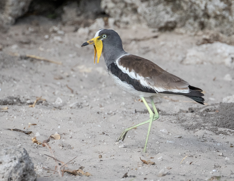  White-crowned Lapwing 