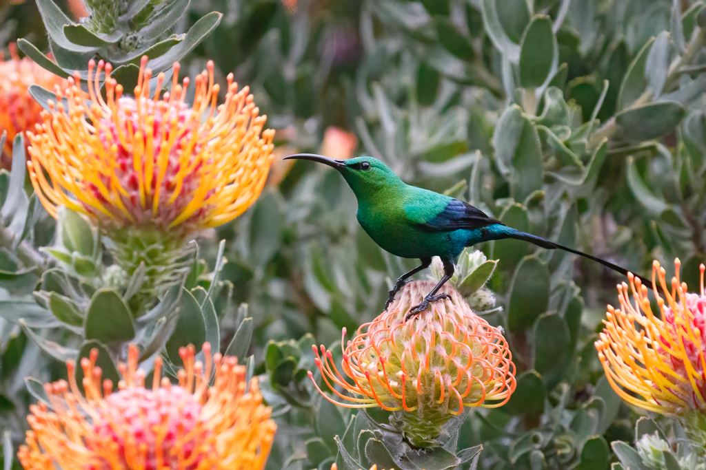  Malachite Sunbird 