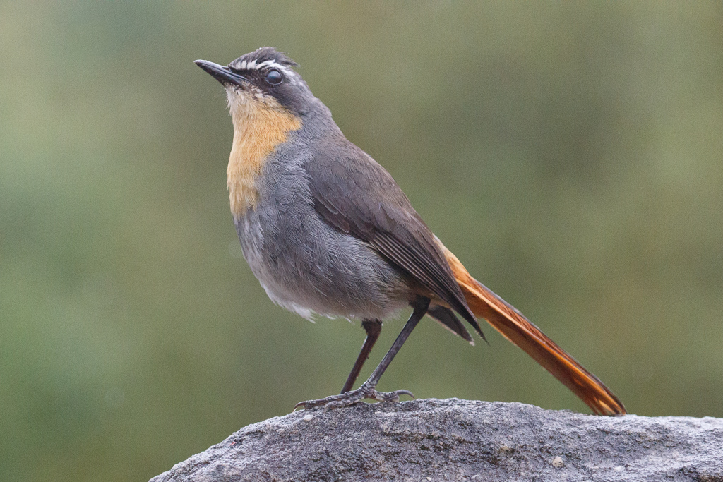  Cape Robin-Chat 