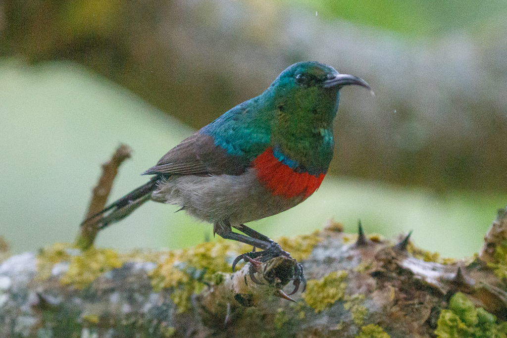  Southern Double-collared Sunbird 