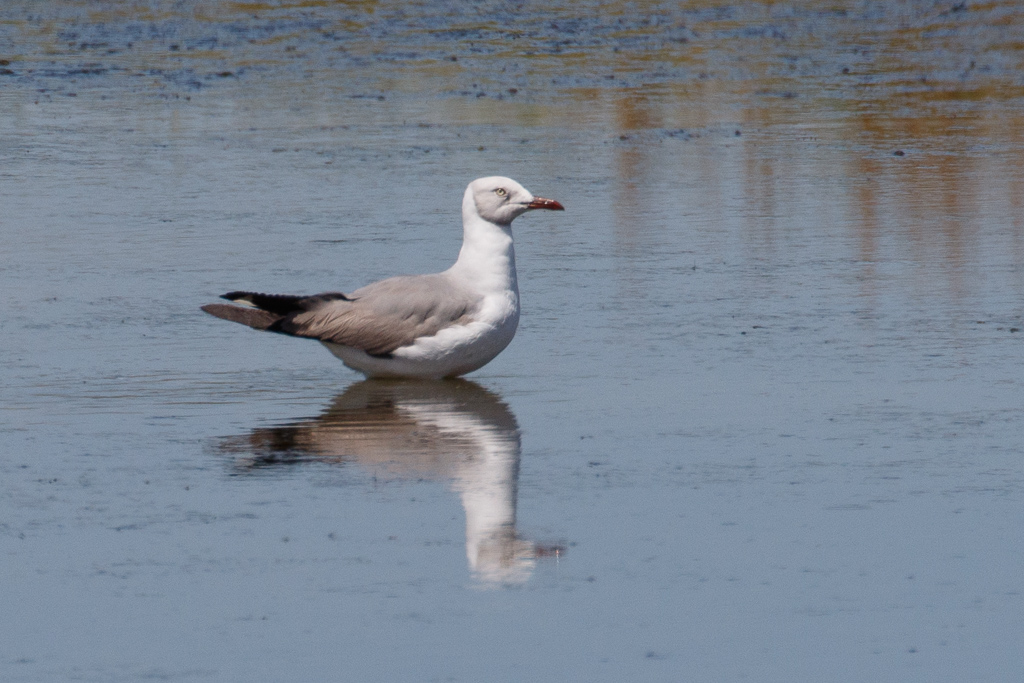  Gray-hooded Gull 