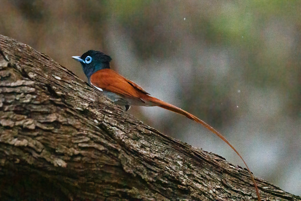  African Paradise-Flycatcher 