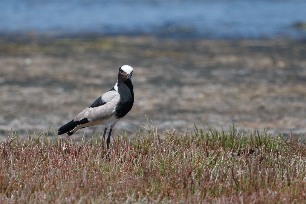  Blacksmith Lapwing 