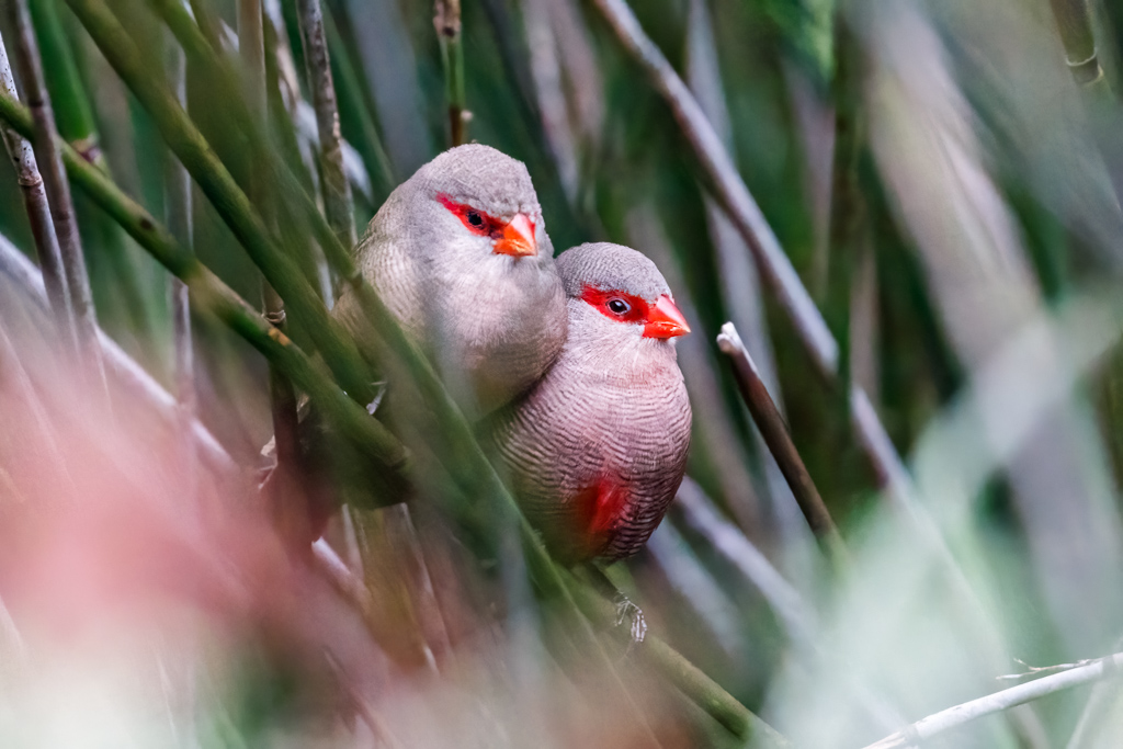  Swee Waxbill 