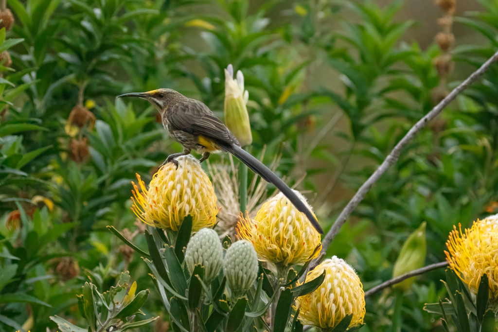 Cape Sugarbird 