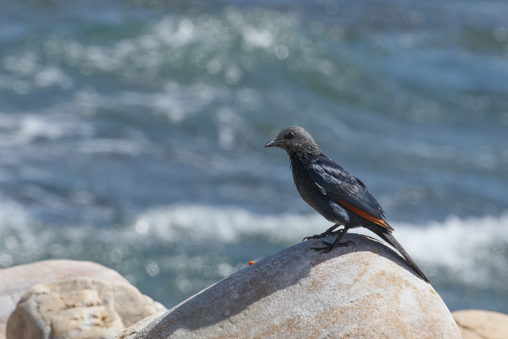  Pale-winged Starling 