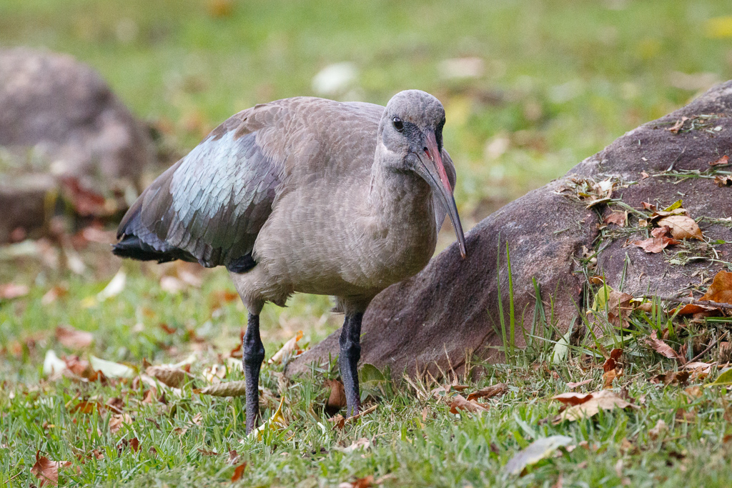  Hadada Ibis 
