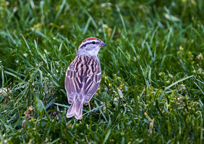  Chipping Sparrow 