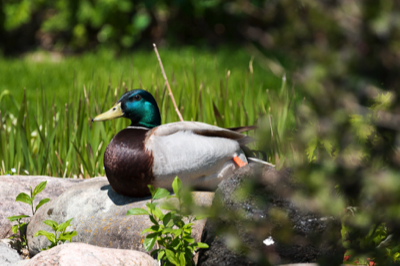  Mallard 