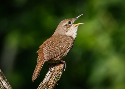  House Wren 