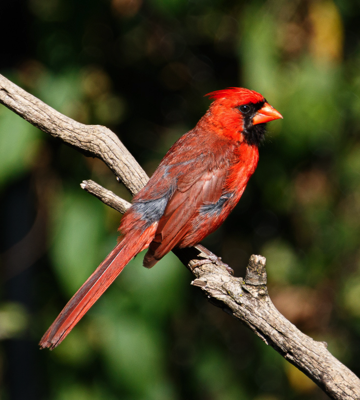  Northern Cardinal 