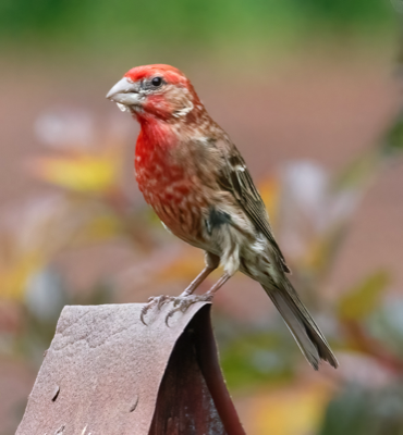  House Finch 