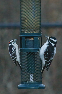  Downy and Hairy Woodpecker 