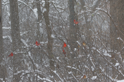  Northern Cardinals 