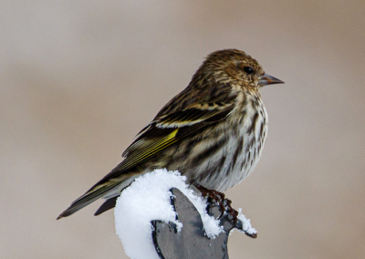  Pine Siskin 