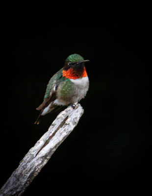  Ruby-throated Hummingbird 