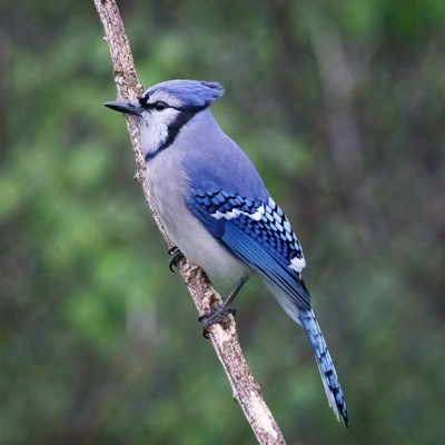  Blue Jay 