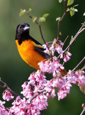  Baltimore Oriole 