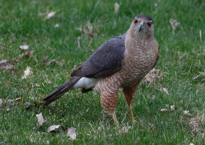  Cooper's Hawk 