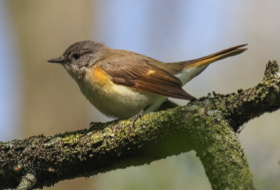  American Redstart 