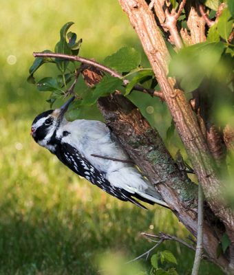  Hairy Woodpecker 