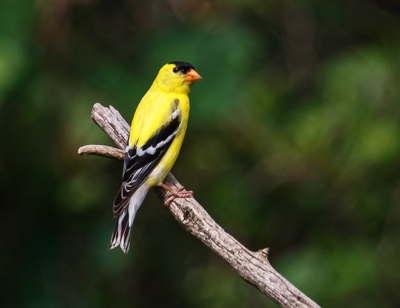  American Goldfinch 