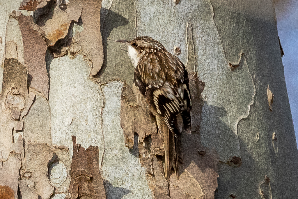  Brown Creeper 