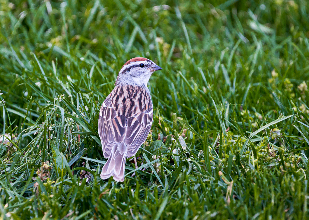  Chipping Sparrow 