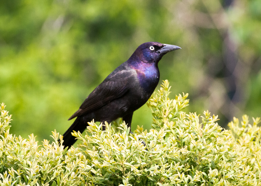  Common Grackle 