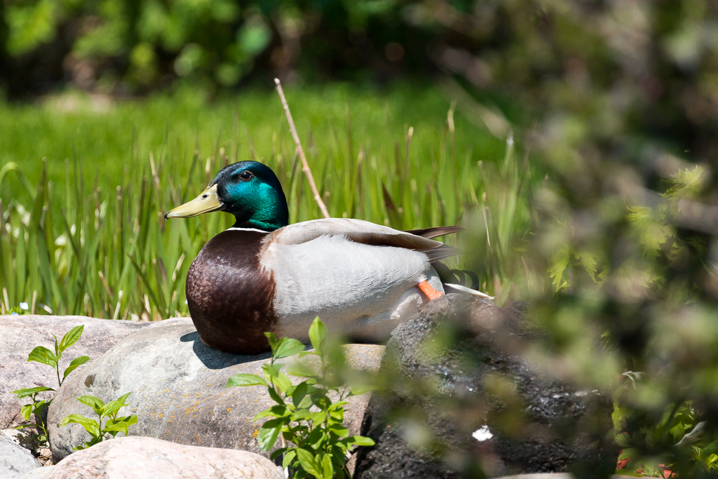  Mallard 