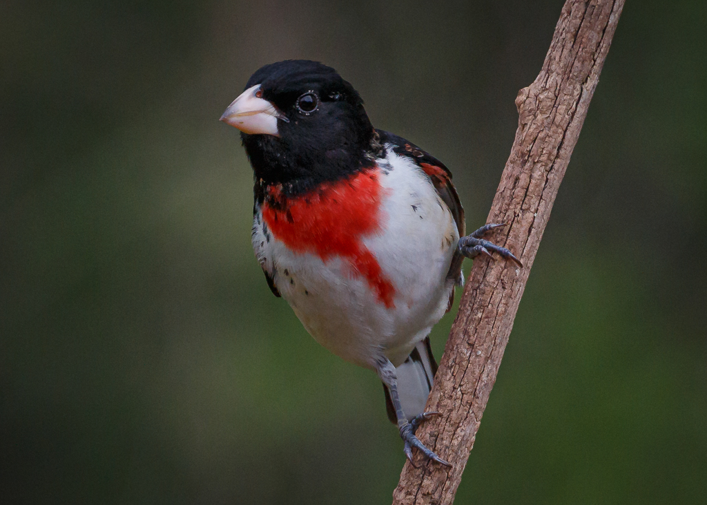  Male Rose-breasted Grosbeak 