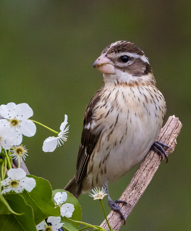  Female Rose-breasted Grosbeak 
