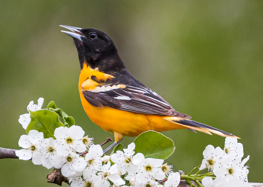  Baltimore Oriole 