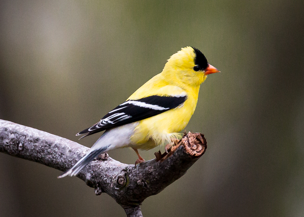  American Goldfinch 