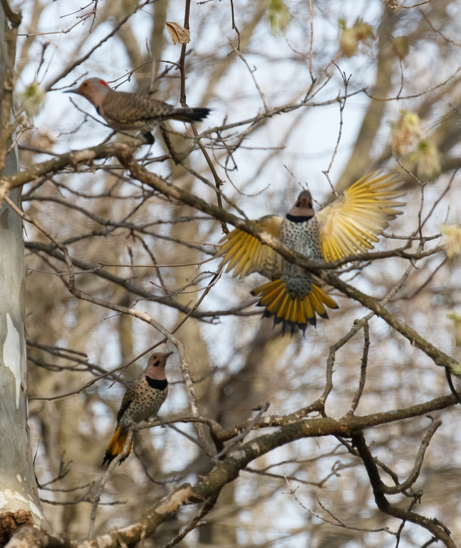  Northern Flicker 