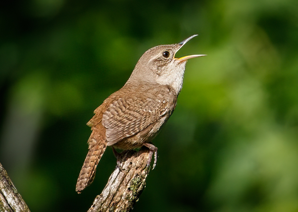  House Wren 