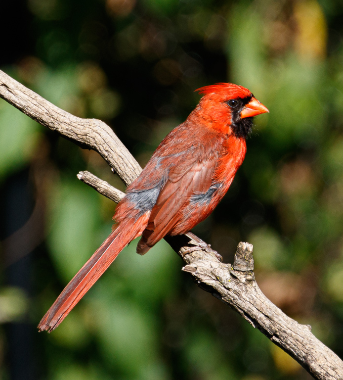  Northern Cardinal 