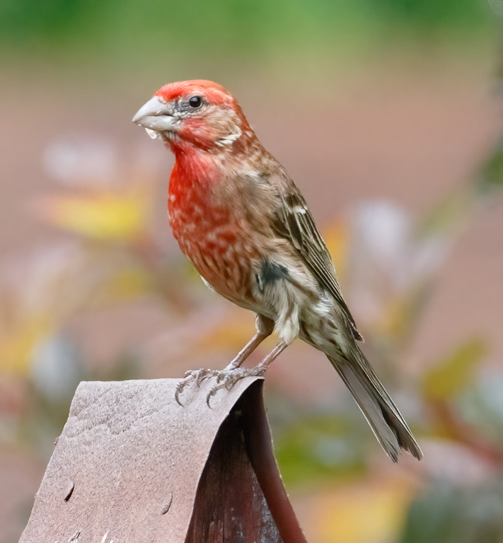  House Finch 