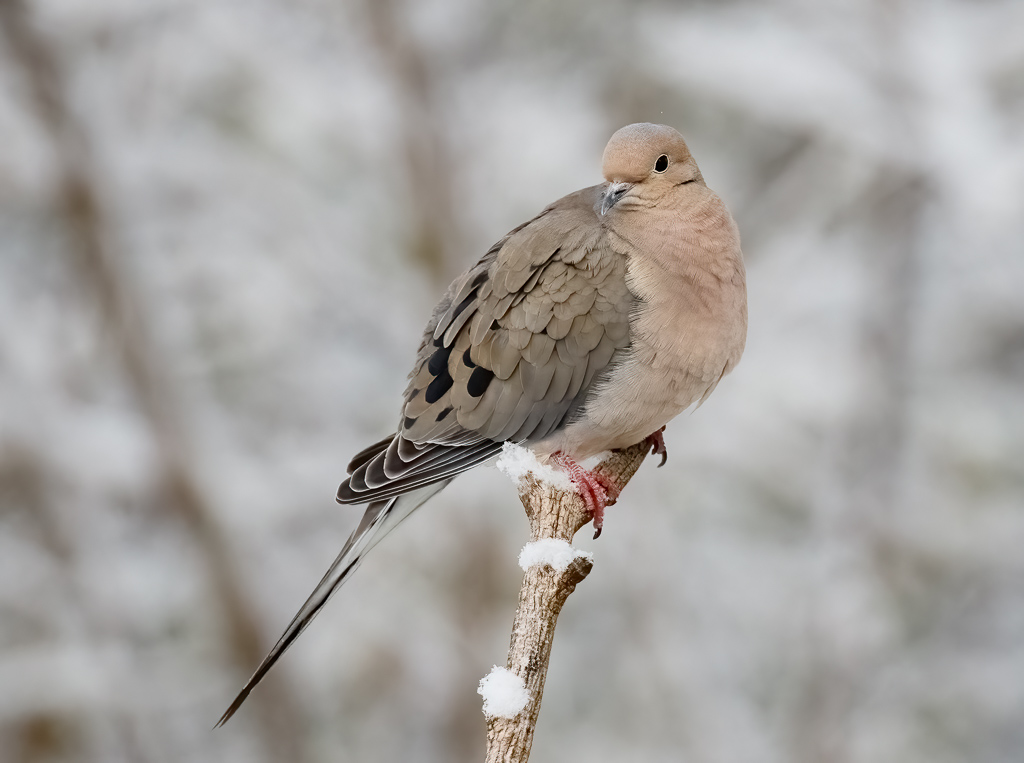 Mourning Dove 