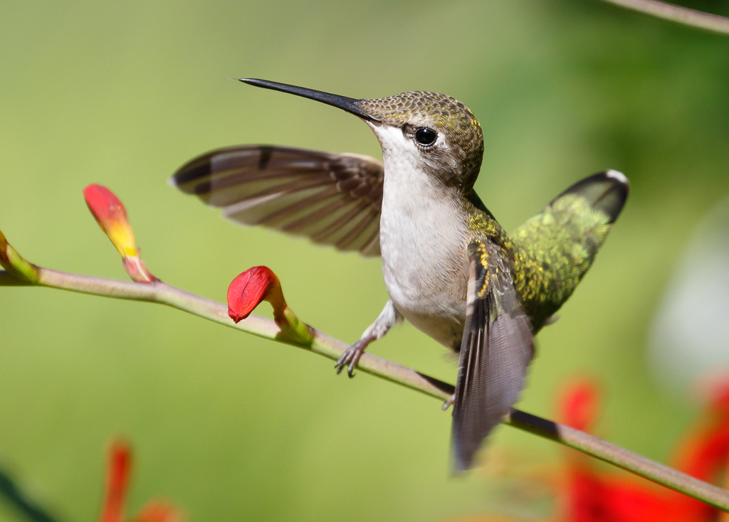  Ruby-throated Hummingbird 
