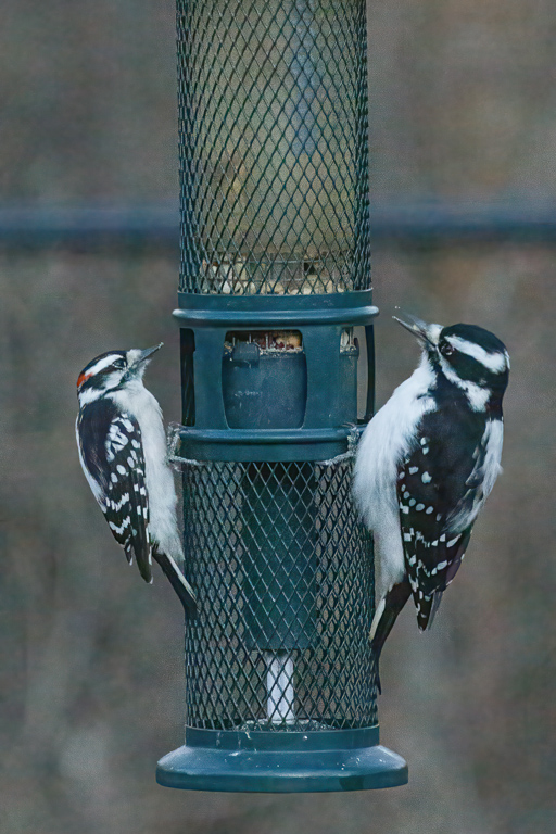  Downy and Hairy Woodpecker 